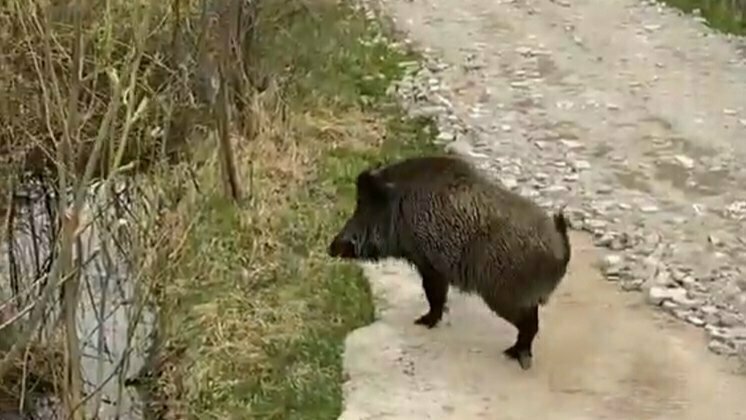 У соседей из Нижегородской области у добытого охотниками кабана выявили вирус африканской чумы свиней