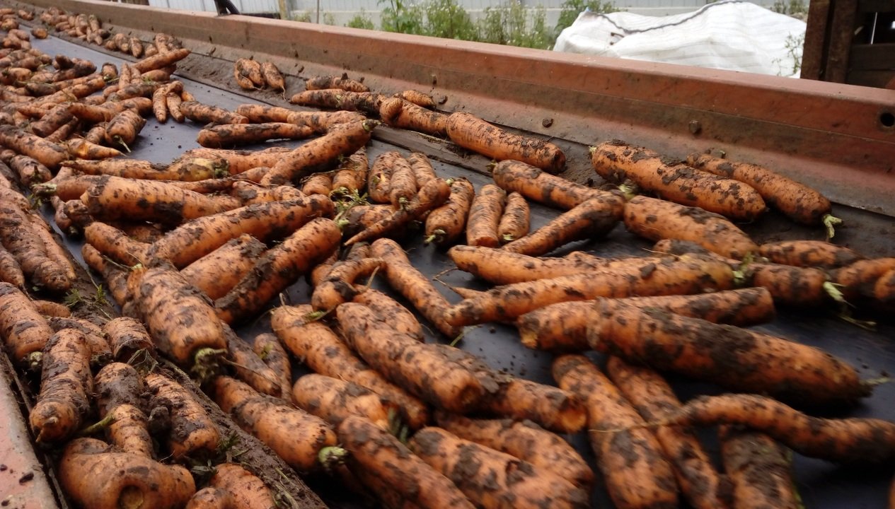 В Кировской области подскочили цены на морковь, лимоны, капусту, картофель и свёклу