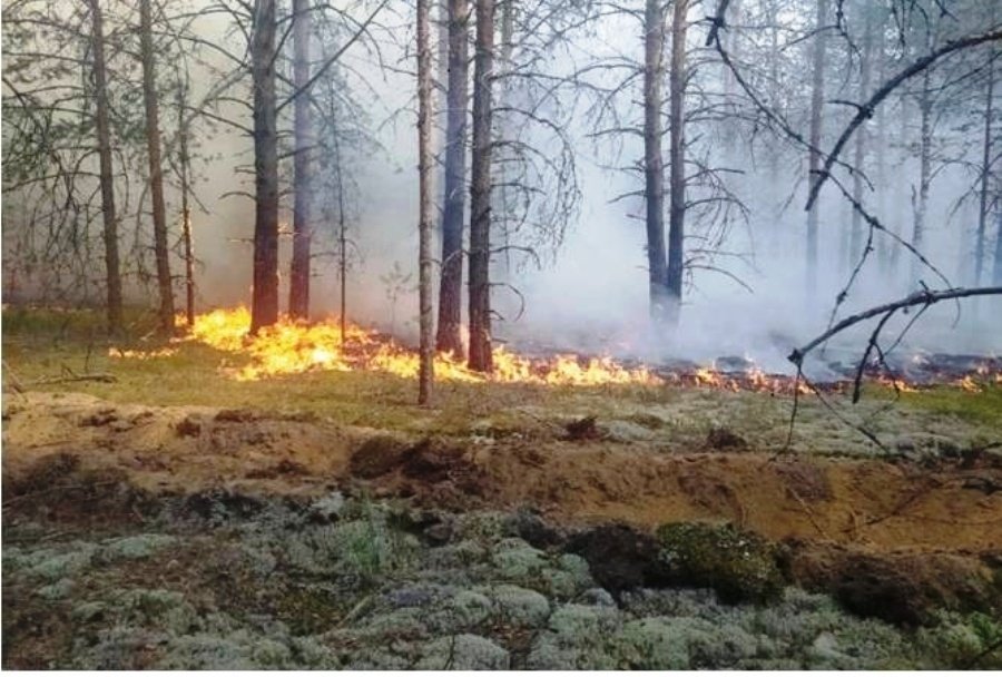 Низовой лесной пожар. Горение Лесной подстилки МЧС. Пожар в лесу. Низовой пожар. Пожар в Лесном массиве.