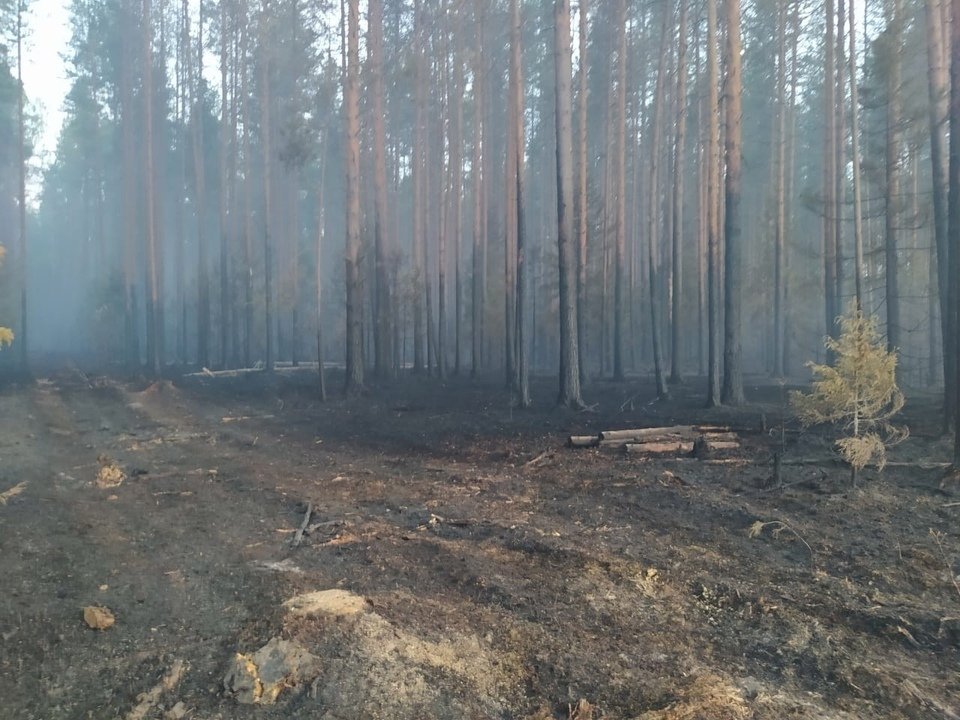 Количество лесных пожаров перевалило за сотню