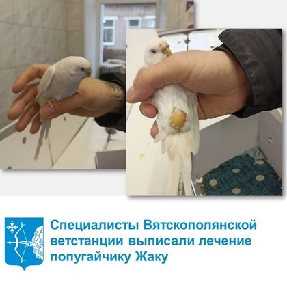 Управление ветеринарии Кировской области