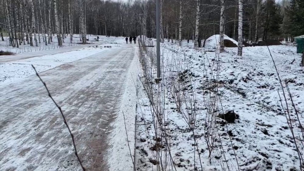 В парке им. Кирова высадили 500 кустарников и 70 деревьев, несмотря на снег