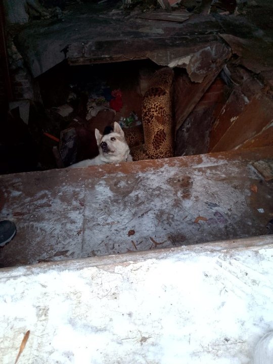 В Яранском районе спасли собаку, которая провалилась под пол в сгоревшем доме