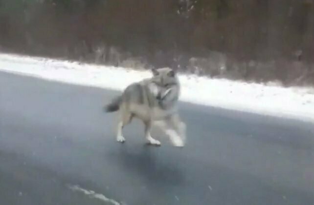В Слободском районе добыли трех волков, терроризировавших местное население