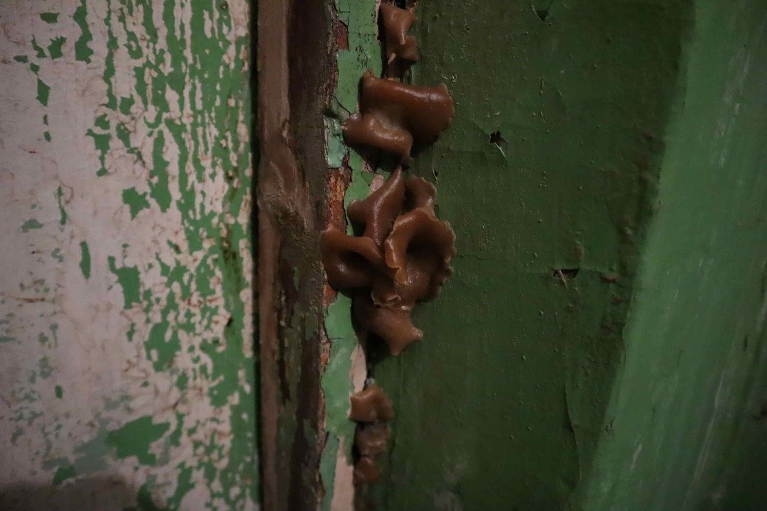 Жильцы дома на Казанской, 79 ходят в туалет и ванную с зонтиком и «любуются» на грибы