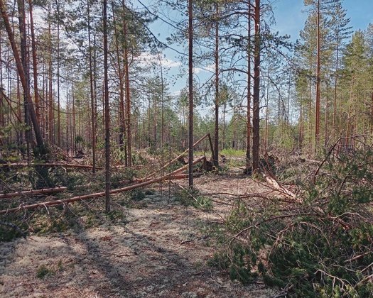 Фото: Центр защиты лесов Республики Коми