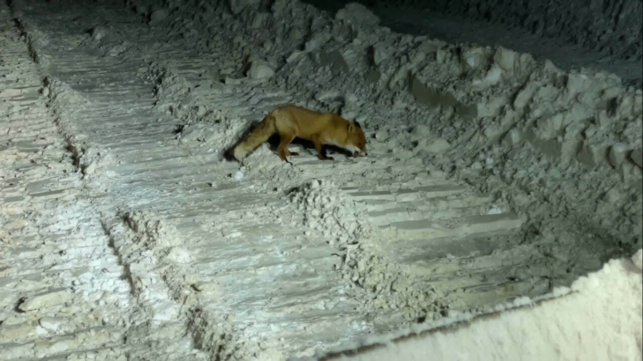 В Тужинском районе выявлено бешенство у лисицы
