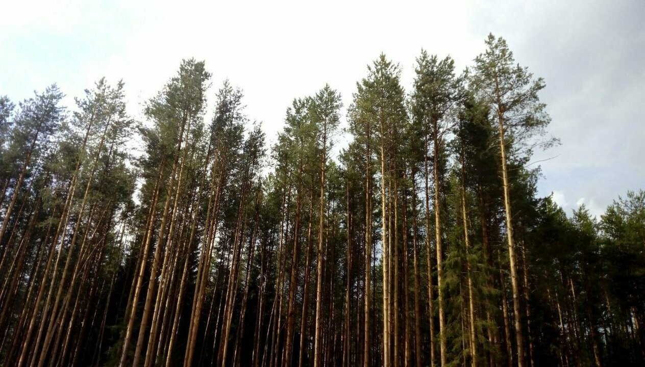 Под Котельничем незаконно вырубили лес