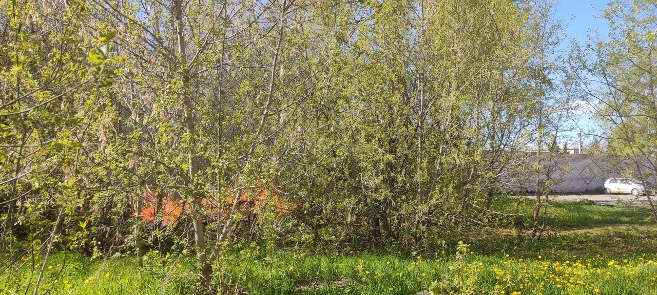 Сваленные в кучу сухие ветки и доски едва не стали причиной пожара в Нововятске