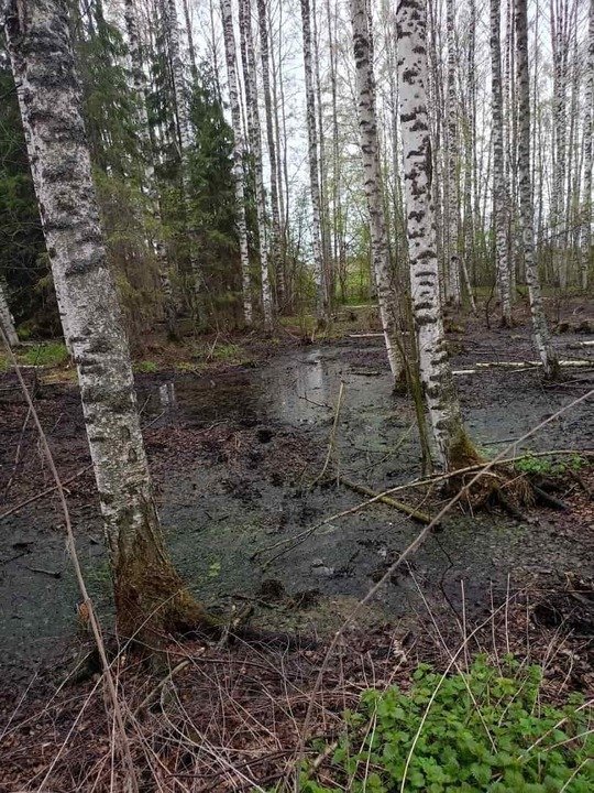 В Свечинском районе из-за зловонной жижи гибнет лес
