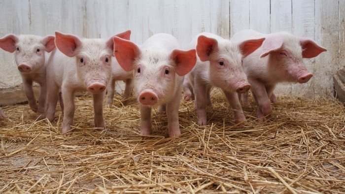 В географическом центре Кировской области свободно разгуливали свиньи