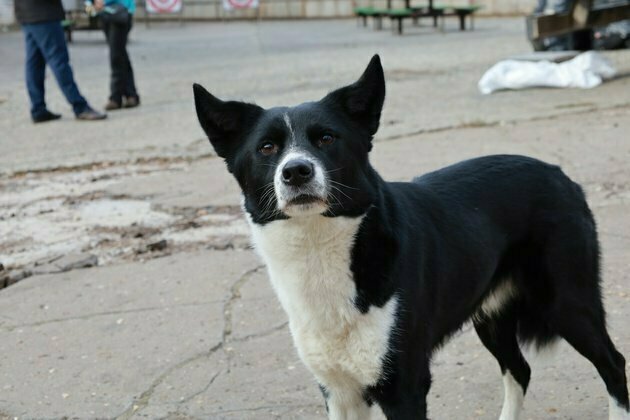 В Слободском пенсионерке выплатят компенсацию за нападение собаки