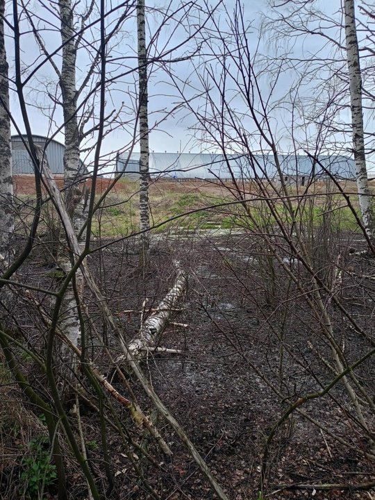 Козья ферма из Свечинского района загубила деревья в лесу нефтепродуктами