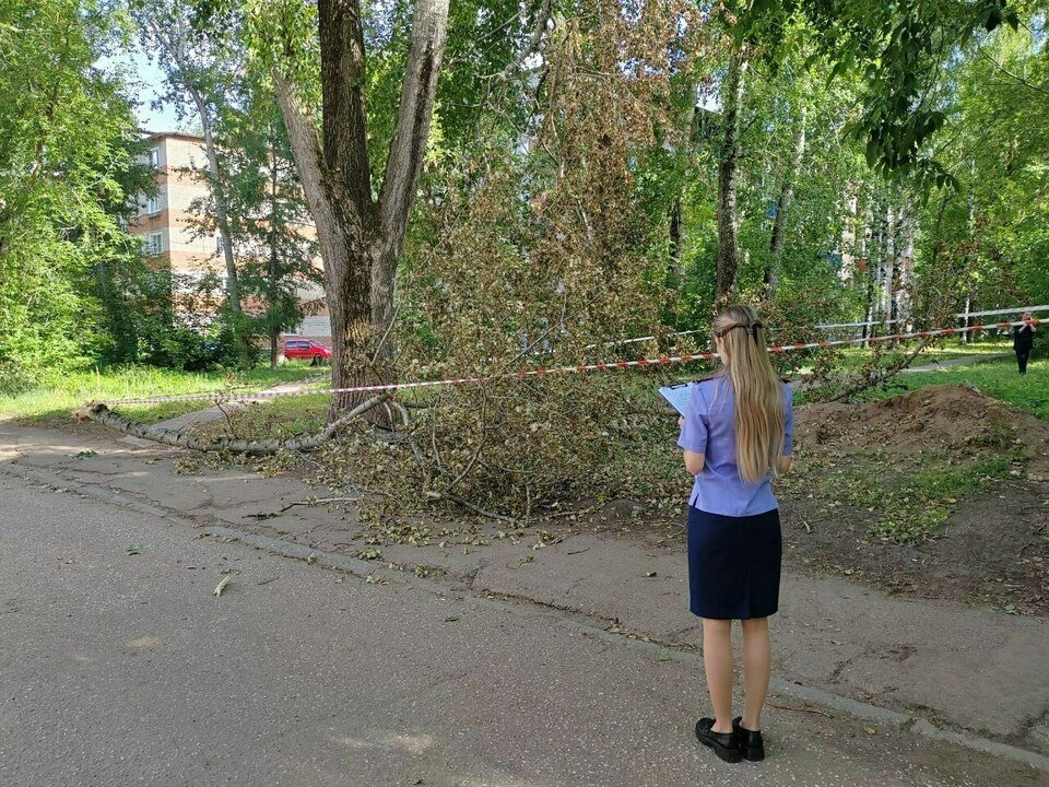 В Кирово-Чепецке упавшая ветка дерева убила девочку