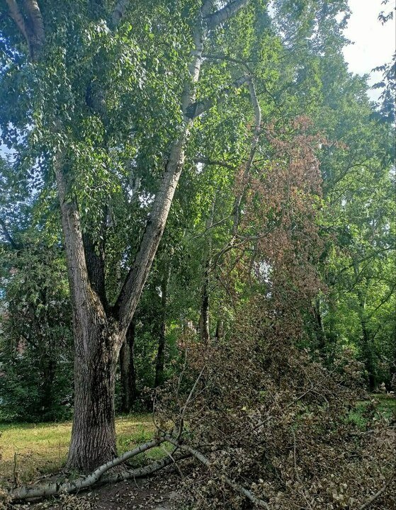 В муниципалитетах Кировской области проверят состояние деревьев
