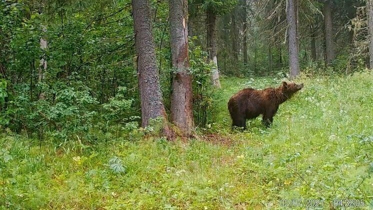 В Кировской области с 1 августа открывается охота на медведя