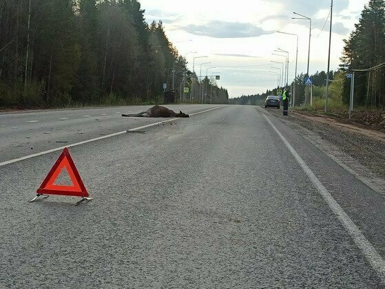 В Кировской области за июнь произошло 22 ДТП с участием диких животных