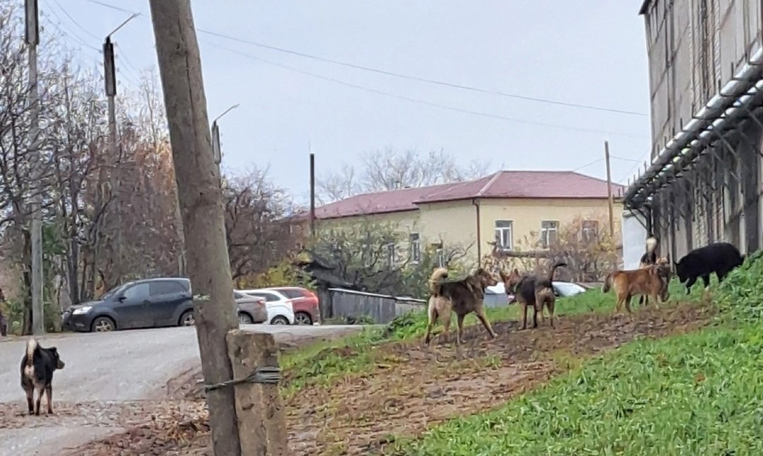 
        В Левинцах на девочку напала бездомная собака
      