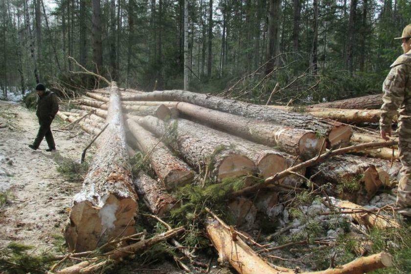 В Кильмезском районе выявили факт незаконной рубки леса в особо крупном размере