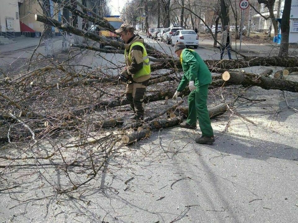 Администрацию Кирова через суд заставили убрать аварийные деревья на Дзержинского и Ленинградской