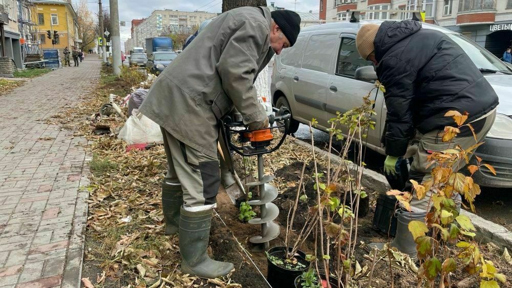 Озеленение Кирова продолжается, несмотря на снег