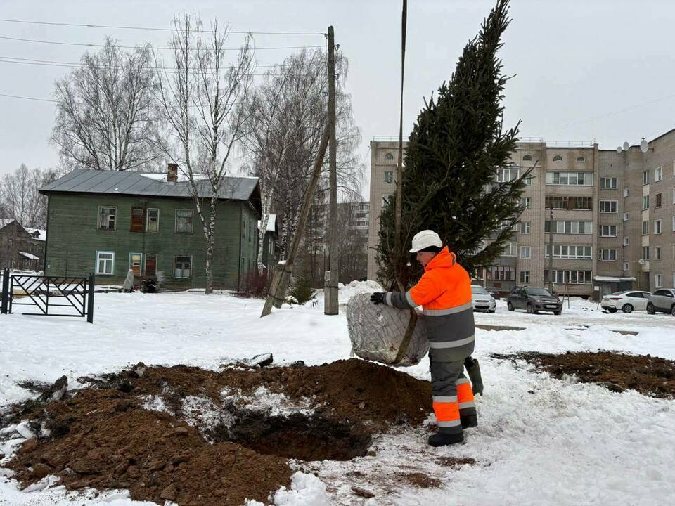 На Нововятской набережной высадили ели и сосны