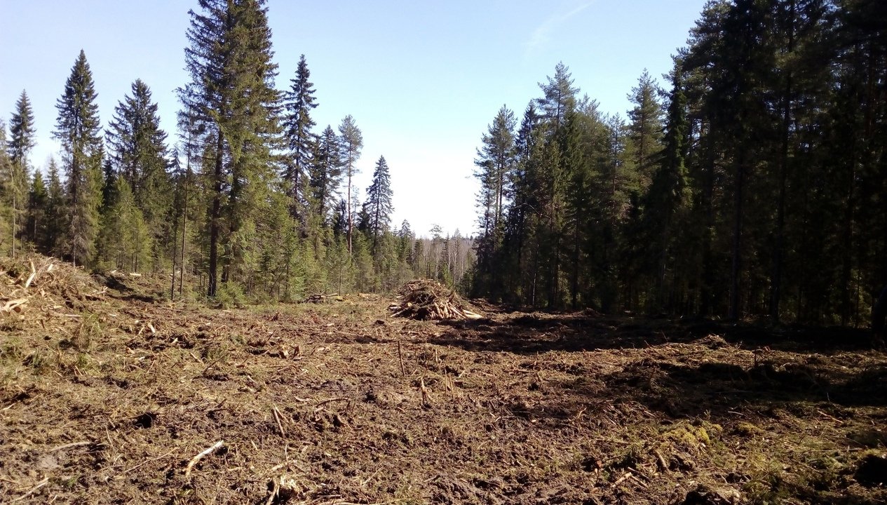 В Кировской области снизилась незаконная вырубка леса