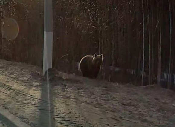скрин с видео программы "День" 