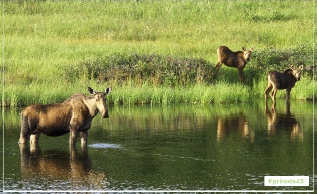 В Тужинском районе охотинспекторы спасли двух лосят из воды