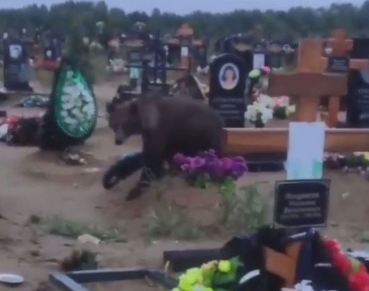 Скрин видео:"Печора. Без купюр"