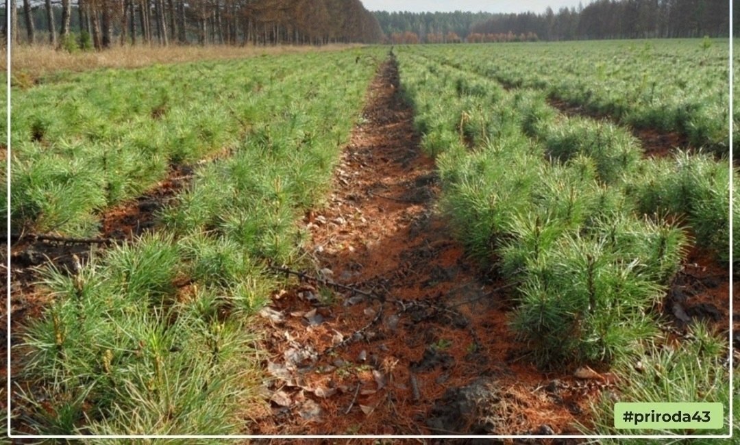 Более 2 800 гектаров леса высажены в Кировской области