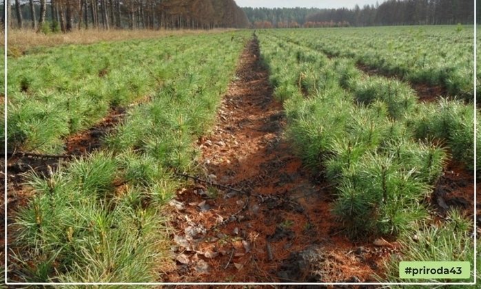 министерство охраны окружающей среды Кировской области