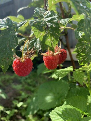 правительство Кировской области