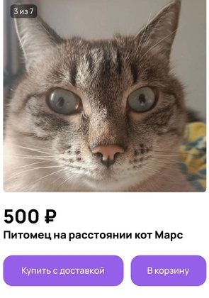 скрин Авито