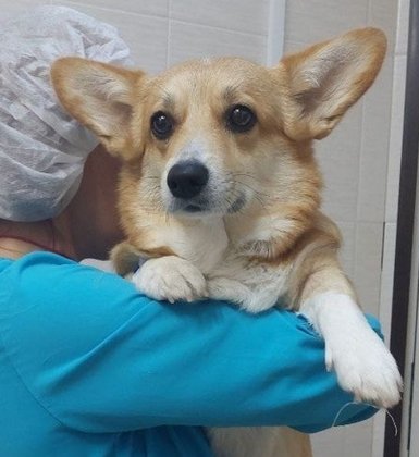 Ветцентр  Вместе с Верным Другом