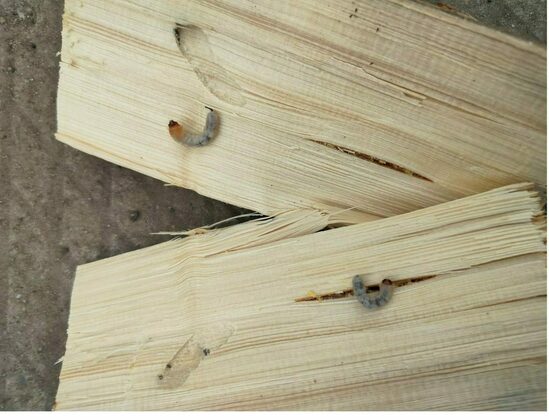 Россельхознадзор Кировской области