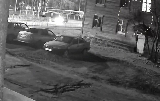 Скрин видео МВД по Коми