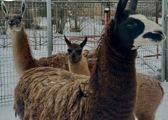 Фото из группы Центра экологического образования Коми