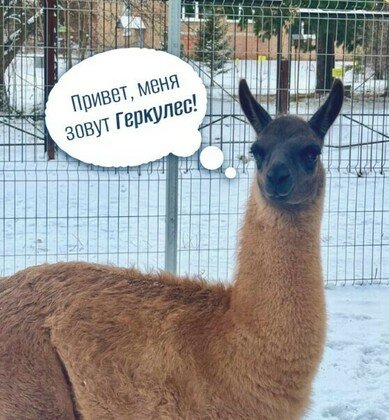 Фото из группы Центра экологического образования Коми