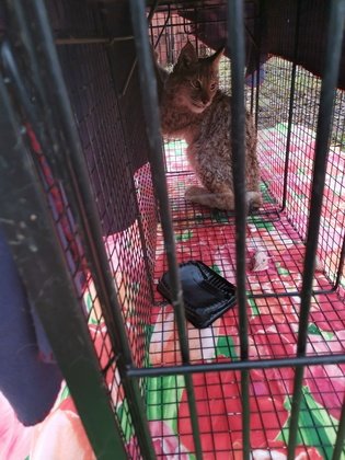 "Большое гнездо"