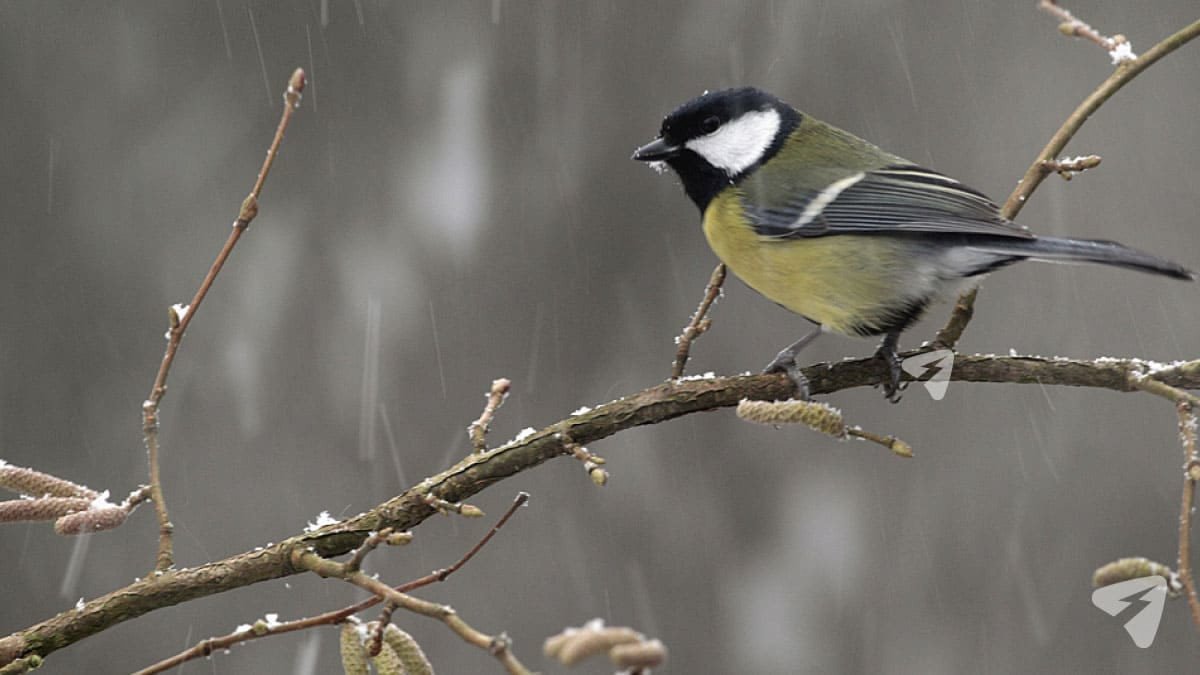 Осень прощается с Кировской областью теплой погодой