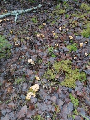 Наталья Сысолятина